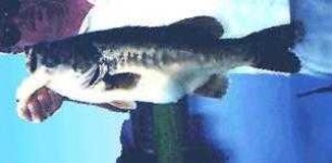image of animal