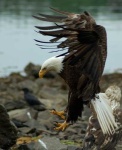 image of bald_eagle