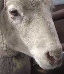image of sheep_face #34