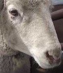 image of animal
