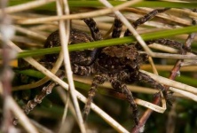 image of wolf_spider