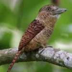 image of bird