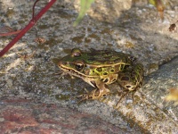 image of animal