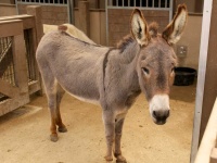 image of animal