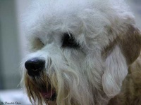 image of dandie_dinmont