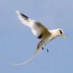 image of white_tailed_tropic