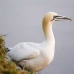 image of bird