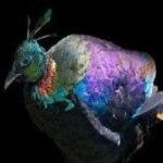 image of bird