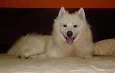 image of samoyed #2