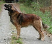 image of leonberg