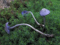 image of mushrooms