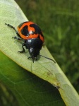 image of leaf_beetle