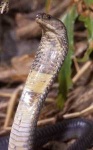 image of indian_cobra #13