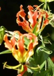 image of flower