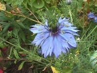 image of flower