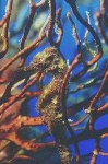 image of sea_horse