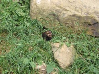image of polecat