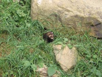 image of polecat #5