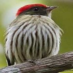 image of bird