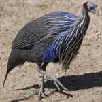 image of bird