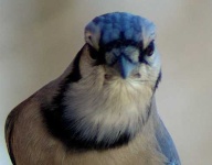 image of jay