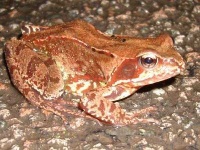 image of tailed_frog