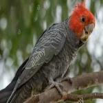 image of bird