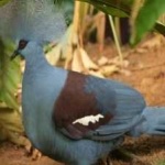 image of bird