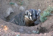 image of badger