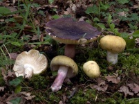 image of mushrooms