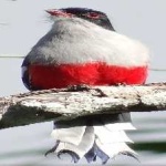 image of cuban_trogon #13