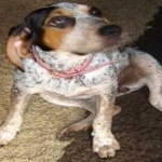 image of animal