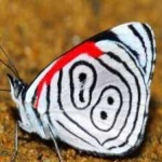 image of animal