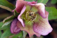 image of lenten_rose #5