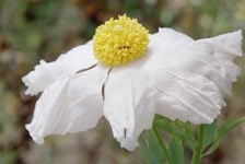 image of flower