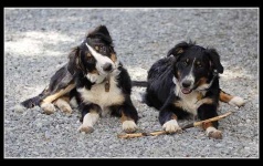 image of border_collie