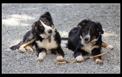 image of border_collie #17