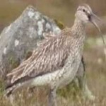 image of whimbrel #19