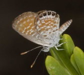 image of lycaenid