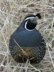 image of quail