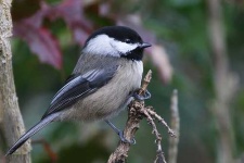 image of chickadee