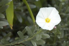 image of flower