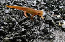 image of eft