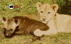 image of hyena