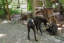 image of great_dane
