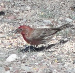 image of animal