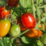 image of fruit_and_vegetable