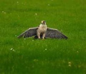 image of kite