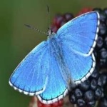 image of animal