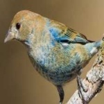 image of bird